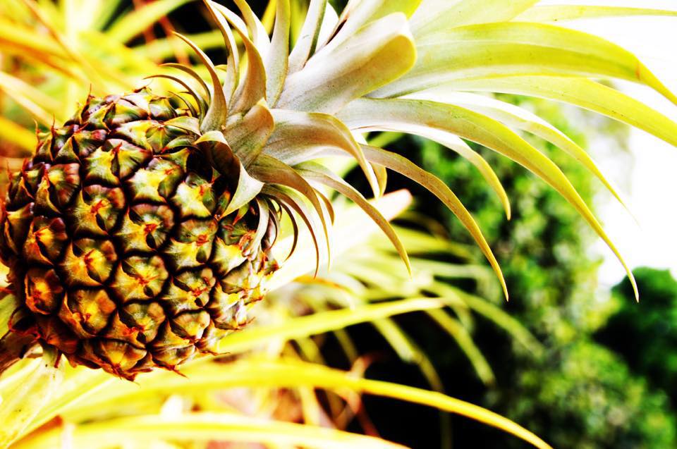 reality pineapple