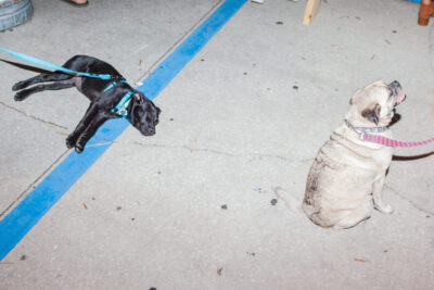 OktoBEERfest dogs - Nymania Productions