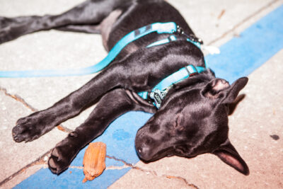 OktoBEERfest dogs - Nymania Productions