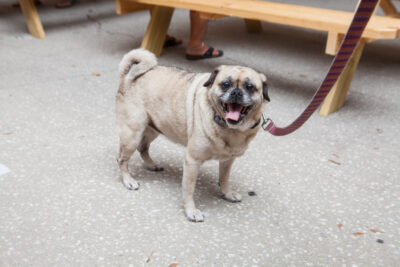 OktoBEERfest dogs - Nymania Productions