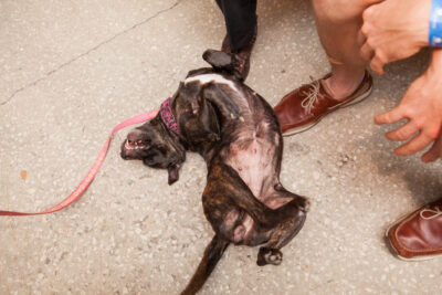 OktoBEERfest dogs - Nymania Productions