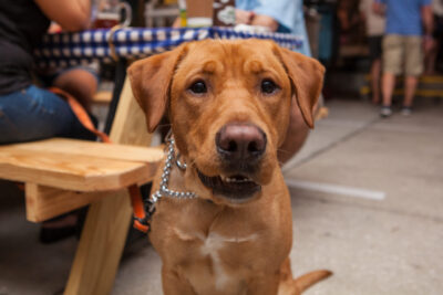 OktoBEERfest dogs - Nymania Productions