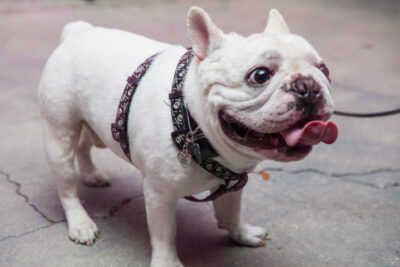 OktoBEERfest dogs - Nymania Productions