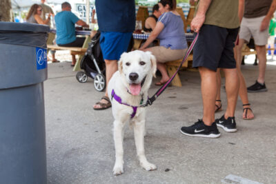 OktoBEERfest dogs - Nymania Productions