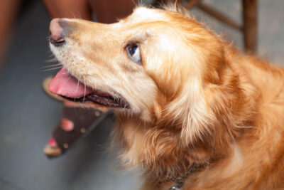 OktoBEERfest dogs - Nymania Productions