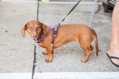 OktoBEERfest dogs - Nymania Productions