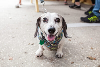 OktoBEERfest dogs - Nymania Productions