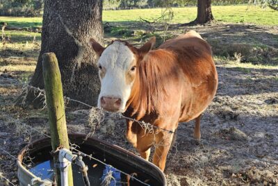 Neighbor - Sunshine Hootenanny '24. 📸: Matt Hillman
