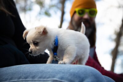 Guard dog - Whippersnap 2025. ๐ธ: Funk Eye Media